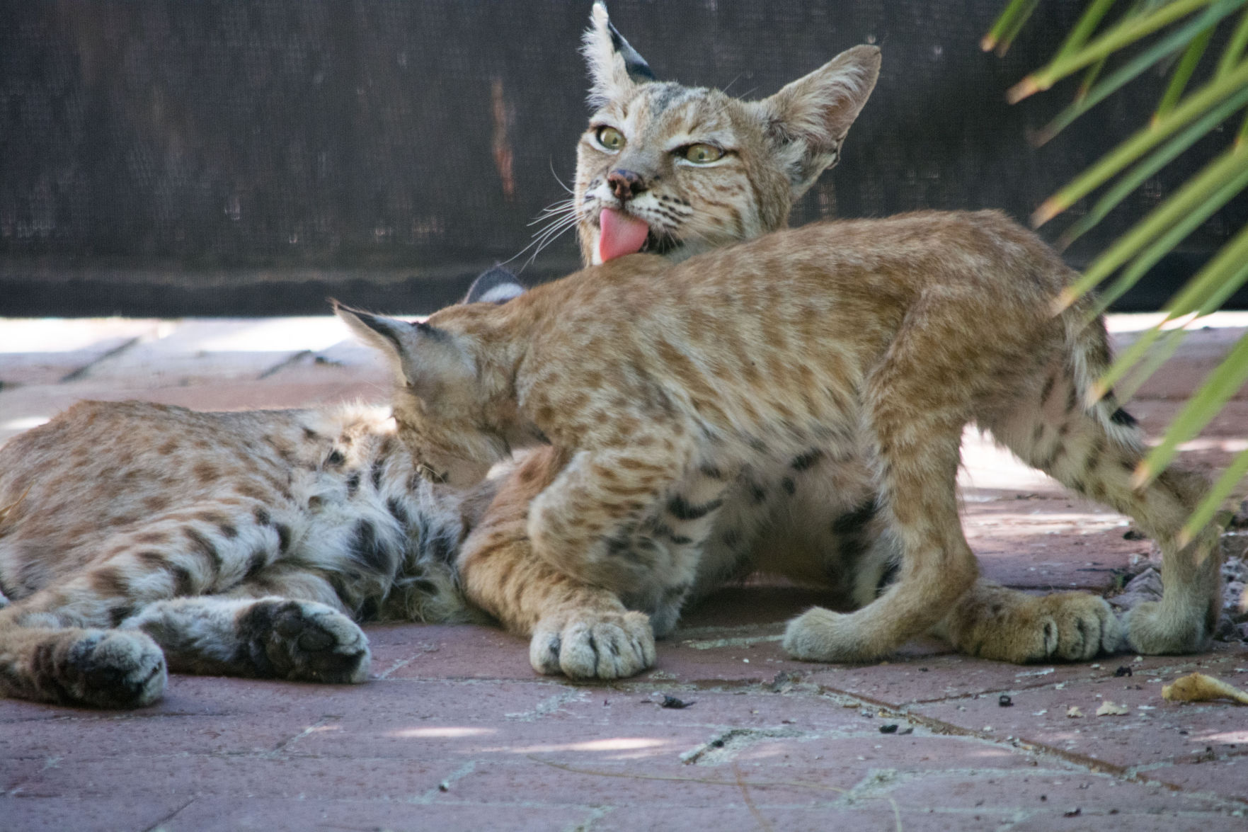 Bobcat mom cleaning kitten